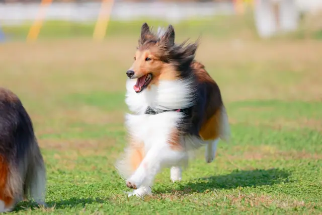 芝生を駆け回る犬の画像