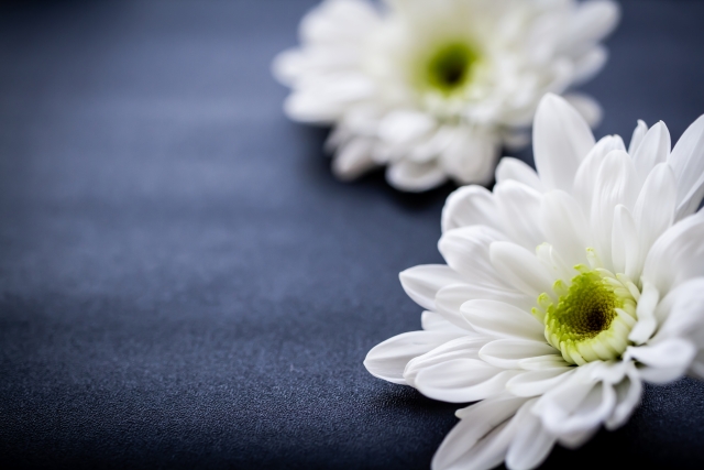 【画像】白い菊の花
