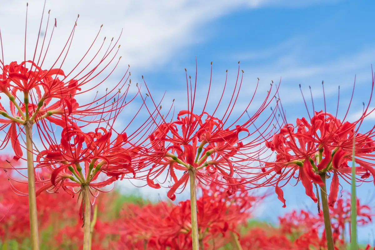 お彼岸の時期に咲くが供花には適さないとされる彼岸花の画像