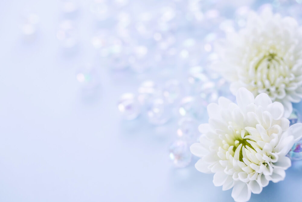白い菊の花の画像