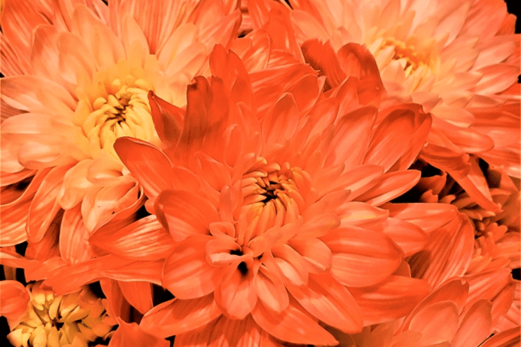 ウィズハウスの家族葬事例：札幌市S家 様